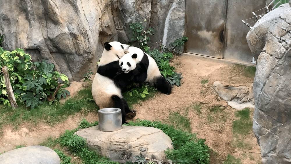 Lockdown love-in for Hong Kong panda pair - rte.ie - Hong Kong - city Hong Kong