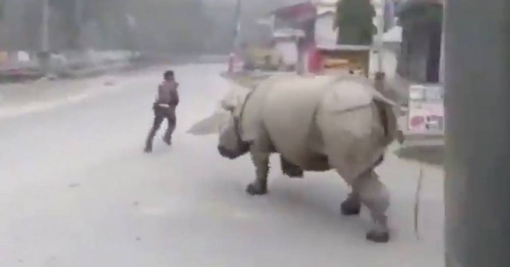 Rhino 'enforces coronavirus lockdown' by charging at man on deserted streets - dailystar.co.uk - India - Nepal