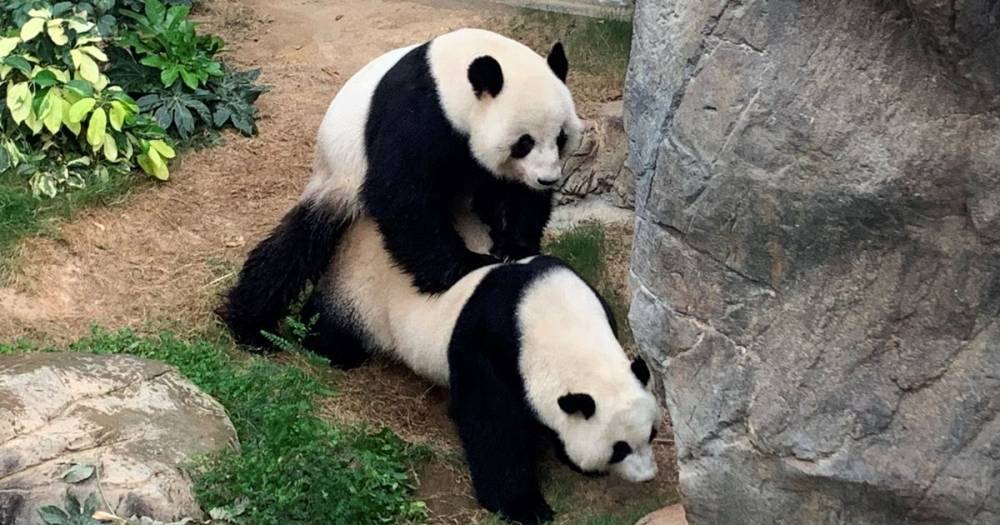 Giant pandas mate after zoo goes in coronavirus lockdown finally giving them privacy - mirror.co.uk - Hong Kong - city Hong Kong