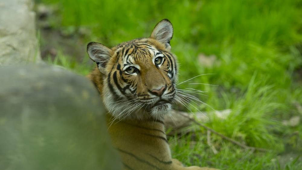 Covid-19: Caution urged despite little knowledge between animals and virus - rte.ie - China - city Wuhan - Ireland