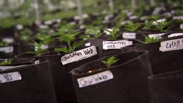 13-year-old girl who inspired Charlotte’s Web marijuana oil dies - clickorlando.com - state Colorado