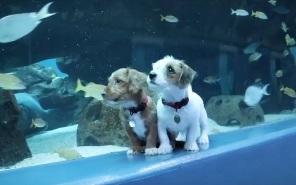 Naomi Watts - Adoptable Puppies And Kittens Visit Georgia Aquarium During Coronavirus Shutdown - etcanada.com - city Atlanta - Georgia
