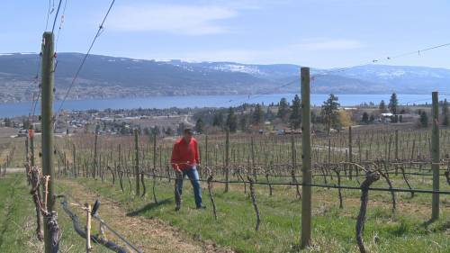 Klaudia Van-Emmerik - Concerns grow over the toll the pandemic will have on small Okanagan wineries, some of which may not survive the current climate - globalnews.ca