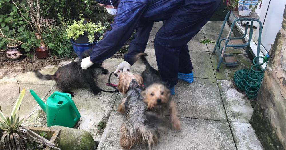 Three dogs and a bird had to be rescued from house after owner taken to hospital with coronavirus symptoms - manchestereveningnews.co.uk