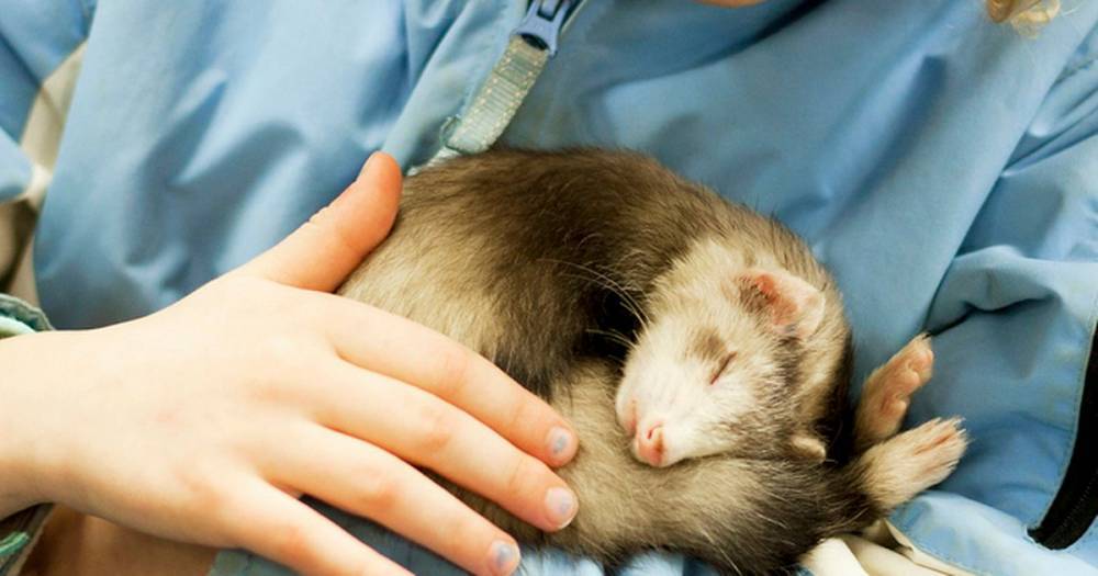 Study finds cats and ferrets can catch coronavirus and a test is available - dailystar.co.uk - Britain