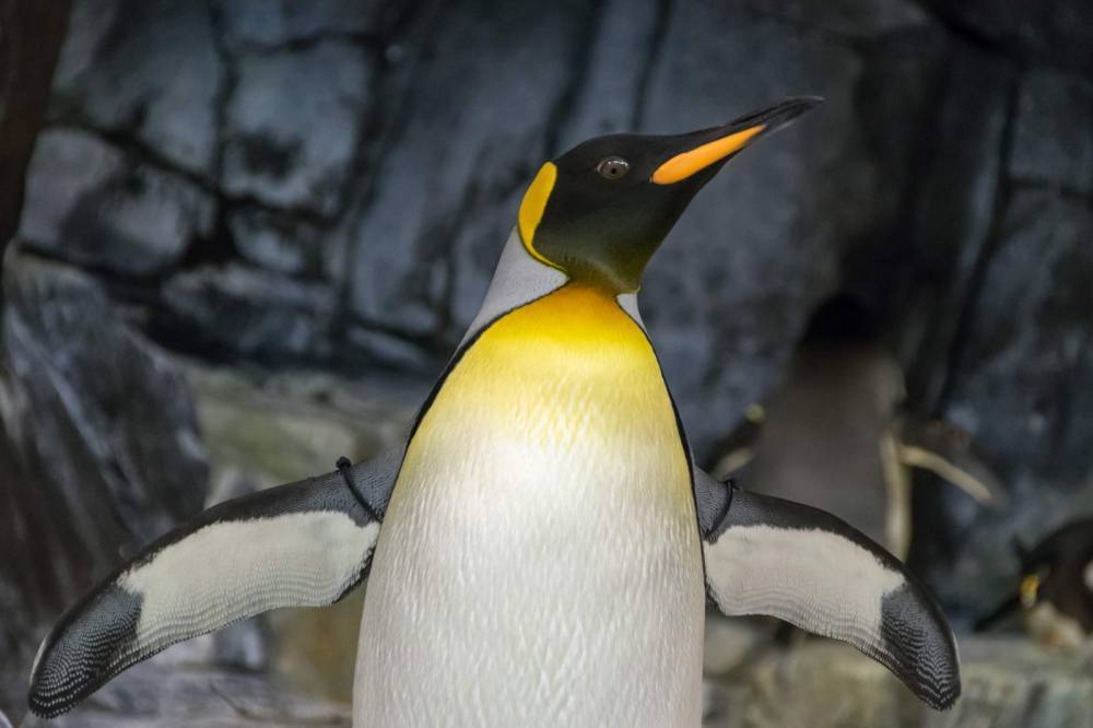 The bolt of joy we all need in our lives right now: Penguins running free in aquariums - clickorlando.com - city Chicago