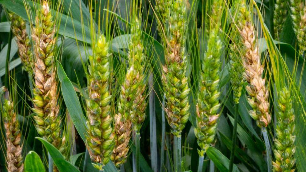 How a gene from a grass-living fungus could save wheat crops worldwide - sciencemag.org - China