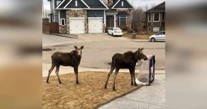 Conservation officers relocate moose on the loose in Saskatoon - globalnews.ca