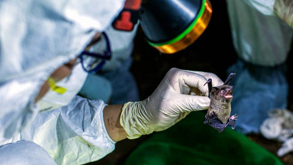 NIH’s axing of bat coronavirus grant a ‘horrible precedent’ and might break rules, critics say - sciencemag.org - China