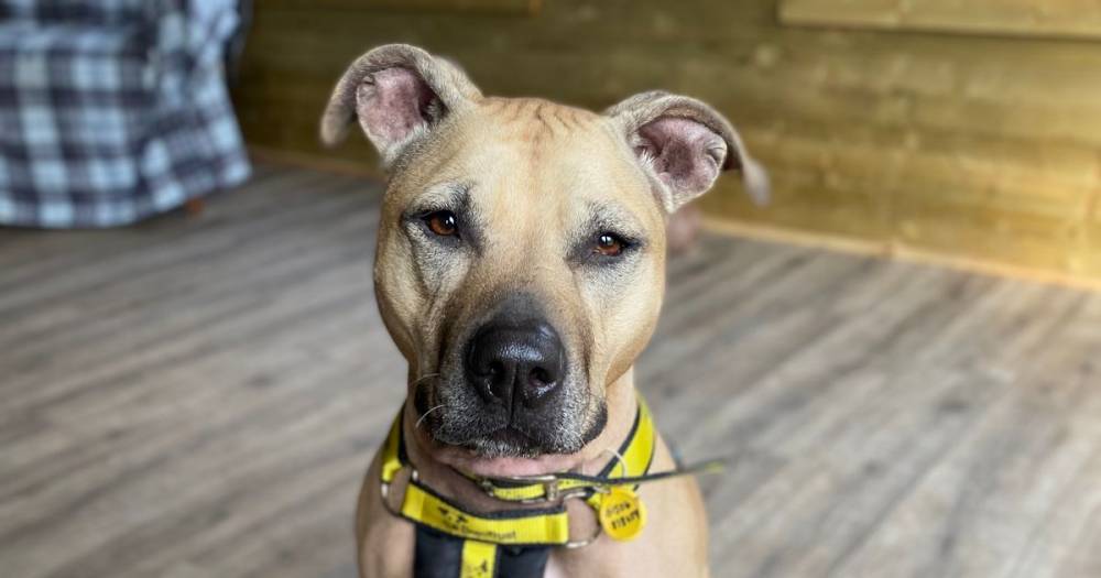 Can you give a home to friendly Staffie-cross Lottie? - dailyrecord.co.uk