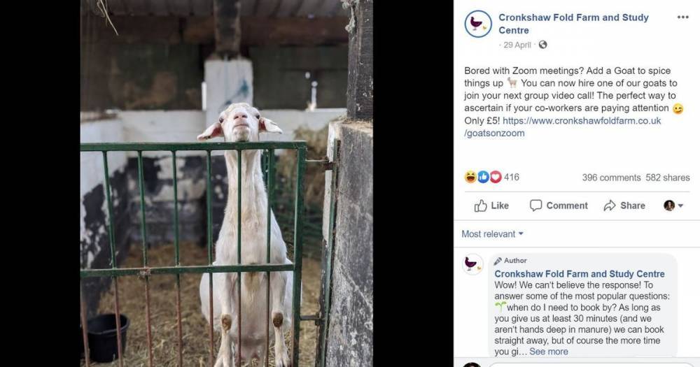 No kidding! A farmer is hiring out goats to join your Zoom meetings - manchestereveningnews.co.uk - Australia - city Berlin - Canada - New Zealand