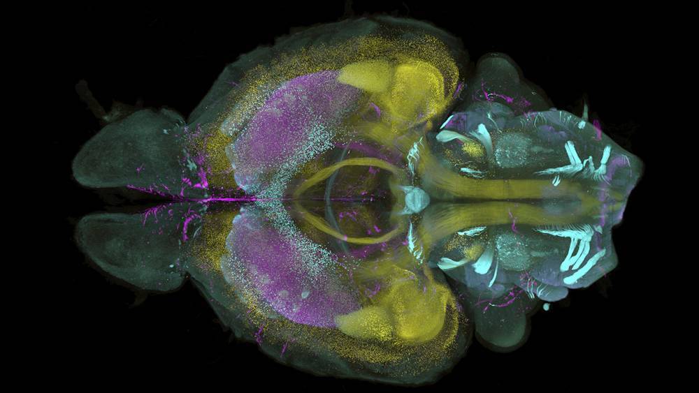 Mouse brains seen in unprecedented 3D detail, thanks to new staining technique - sciencemag.org