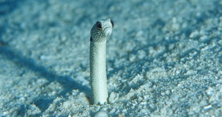 Lonely eels need video calls so they don’t ‘forget’ humans during coronavirus - globalnews.ca - Japan - city Tokyo, Japan
