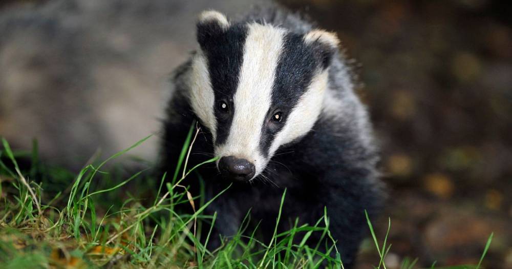 Badger cull to continue despite coronavirus crisis, admits Government - mirror.co.uk