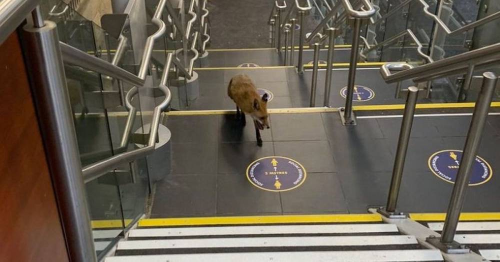 Fox explores empty Edinburgh Waverley station during lockdown - dailyrecord.co.uk