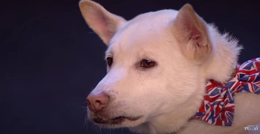 Amanda Leask - Miracle The Dog Brings ‘Britain’s Got Talent’ To Tears As They Share How He Was Saved From The Illegal Meat Trade - etcanada.com - Britain