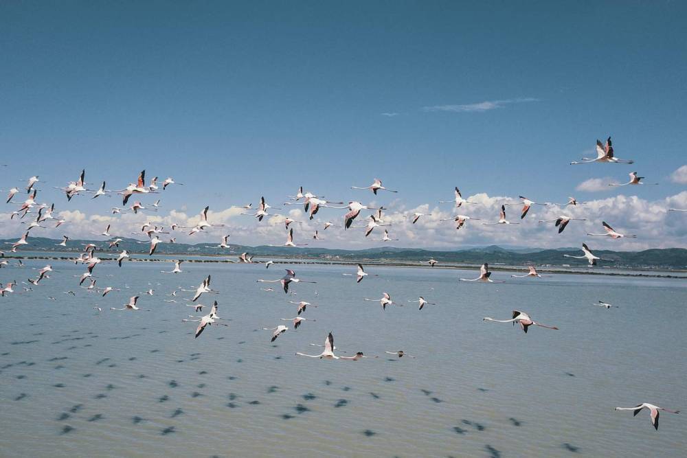 With fewer humans to fear, flamingos flock to Albania lagoon - clickorlando.com - Albania - city Tirana