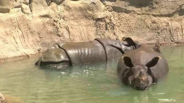 Here’s what will be different when the Central Florida Zoo reopens - clickorlando.com - state Florida - city Sanford, state Florida