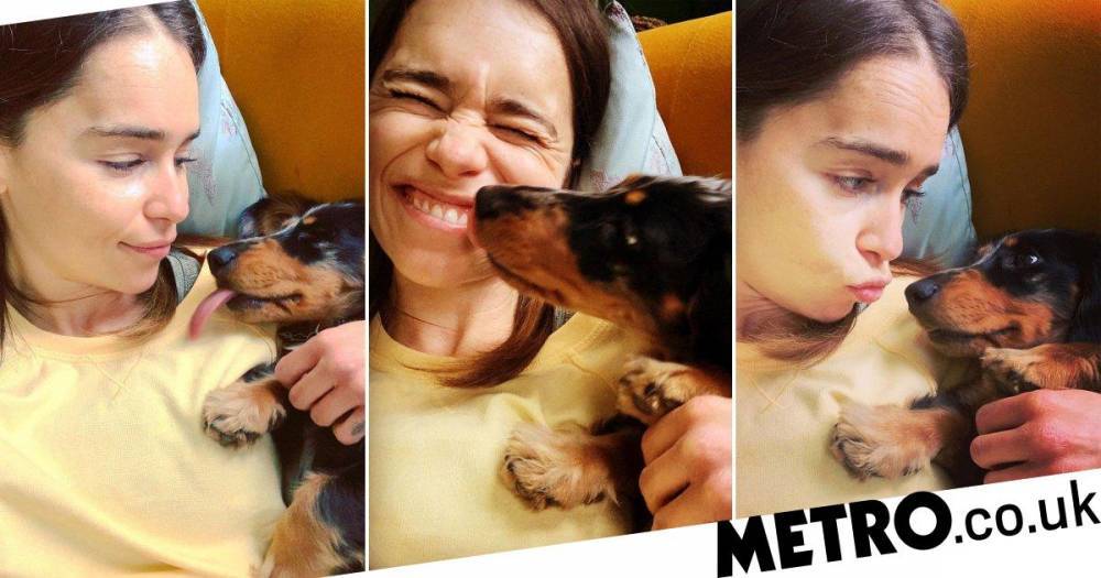 Emilia Clarke - Emilia Clarke gets all cute with puppy Ted in lockdown and we’re officially jealous - metro.co.uk