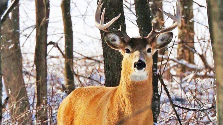 Pa. man sentenced to probation in deer torture case captured in viral video - fox29.com - state Minnesota - county Anderson