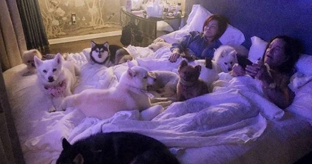 Ozzy Osbourne - Sharon Osbourne - Sharon and Ozzy Osbourne snuggle up to their 8 pooches for bed snap in lockdown - mirror.co.uk - Usa - county Day