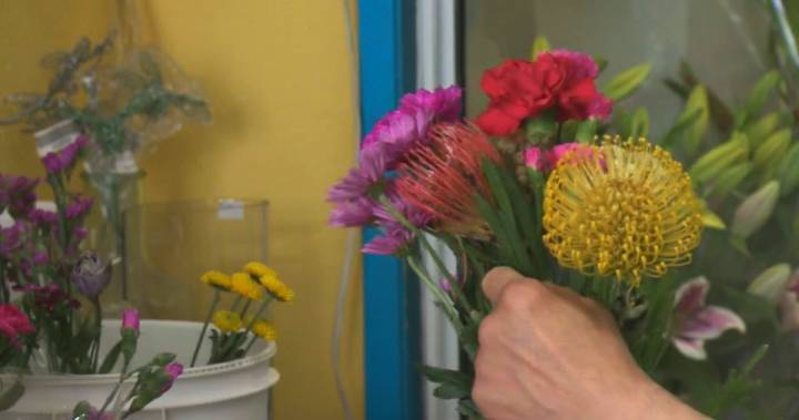 Booming bloom business: Edmonton-area flower shops grow sales during COVID-19 isolation - globalnews.ca - region Edmonton