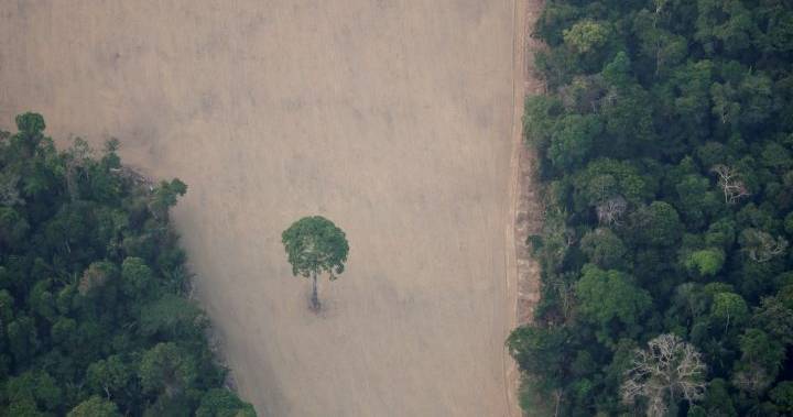 Brazil deploys military to protect Amazon rainforest - globalnews.ca - Brazil - Bolivia