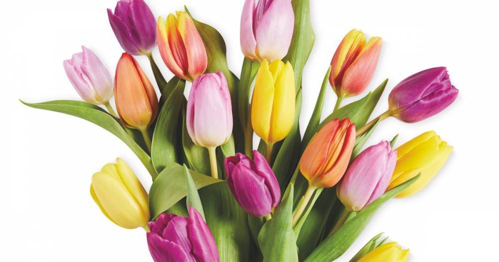 Aldi launches tulips for International Nurses Day to raise money for NHS workers - mirror.co.uk