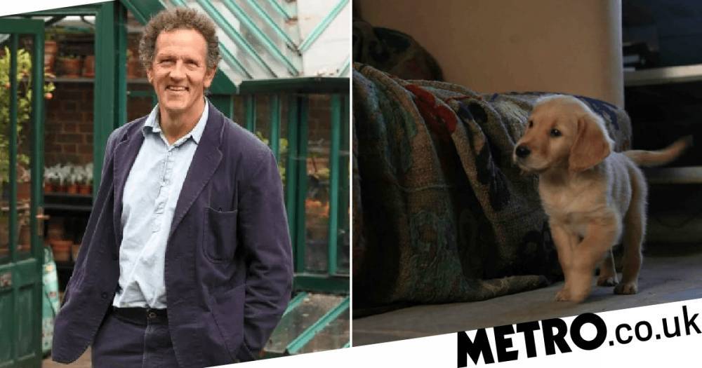 Monty Don - Gardeners’ World’s Monty Don shares throwback of beloved Nigel as an adorable puppy, following sad death - metro.co.uk