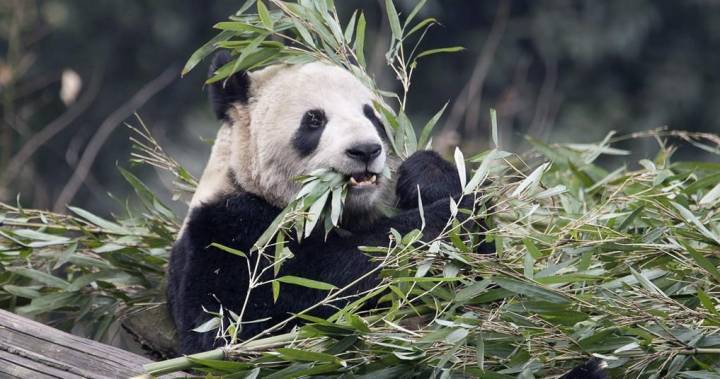 Calgary Zoo - Giant pandas heading back to China, says Calgary Zoo - globalnews.ca - China - Canada