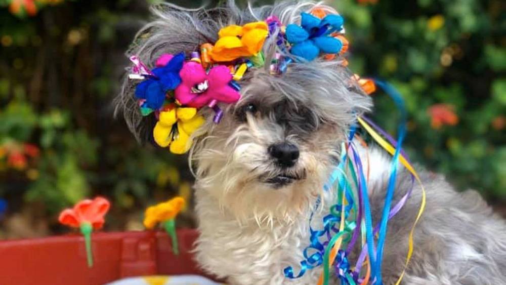 A Dog Quinceañera and More Puppy Stories Making Us Smile This Week - etonline.com - state Texas - city Mckinney, state Texas