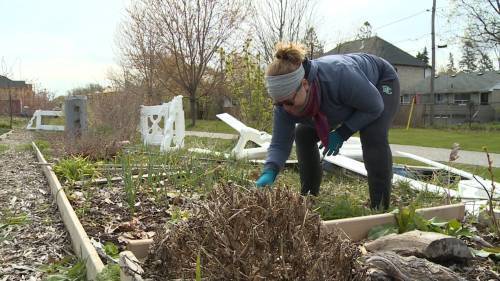 Aaron Streck - Community garden in Ajax re-opens amid COVID-19 pandemic - globalnews.ca