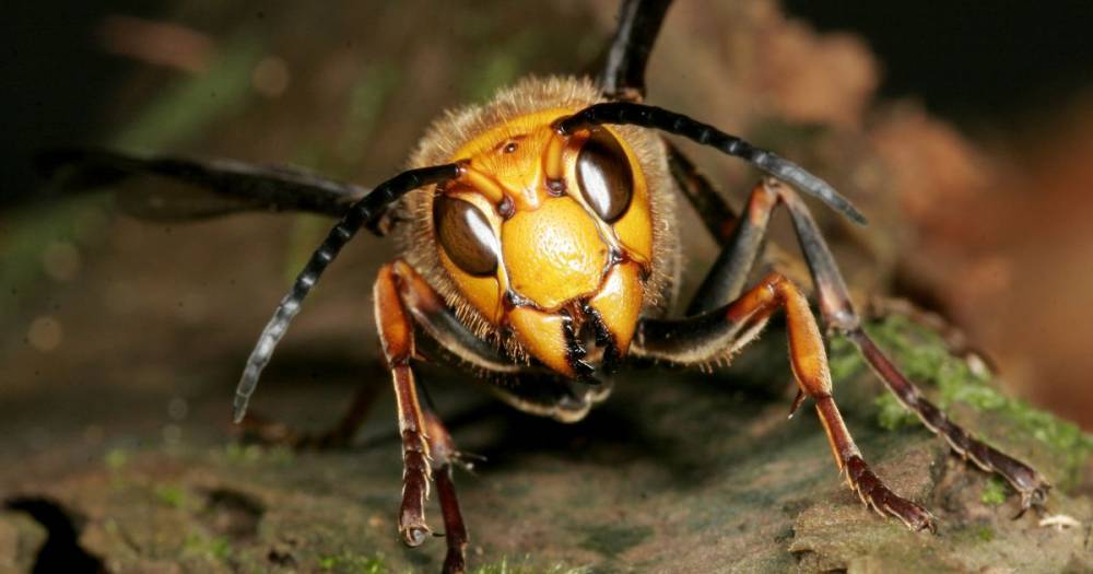 'Murder hornets' that chew through human skin and kill with one sting hit British Isles - mirror.co.uk - Britain - Guernsey
