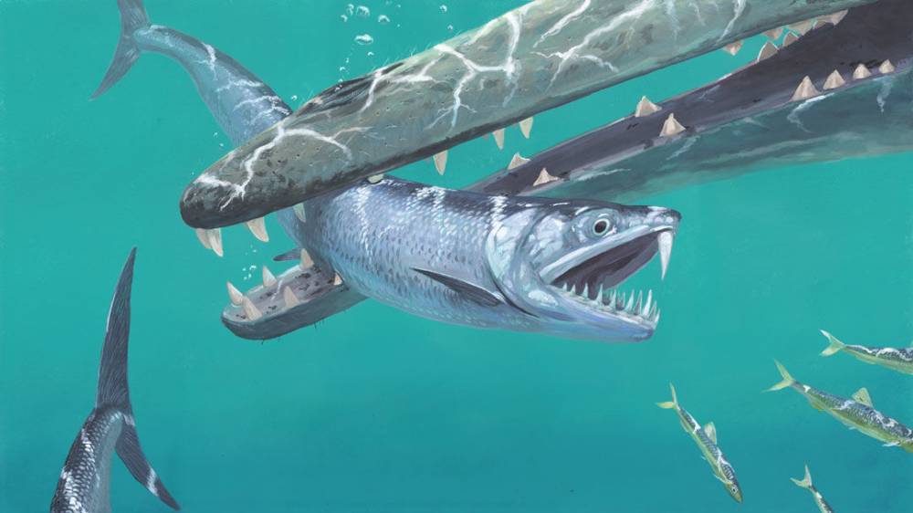 Rodrigo Pérez Ortega - Saber-toothed anchovies roamed the oceans 45 million years ago - sciencemag.org - Pakistan - Belgium - province Punjab