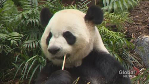Calgary Zoo will return giant pandas to China - globalnews.ca - China