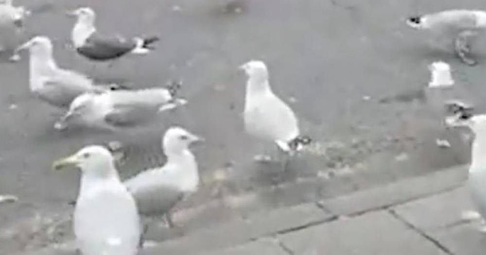 Gang of hungry 'cannibal' seagulls swarm city centre as food sources dry up in lockdown - dailystar.co.uk - county Centre
