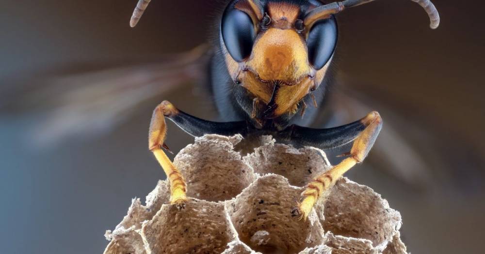 Murder hornets can deliver 7 times the amount of venom as a bee with single sting - mirror.co.uk - Britain - state Washington