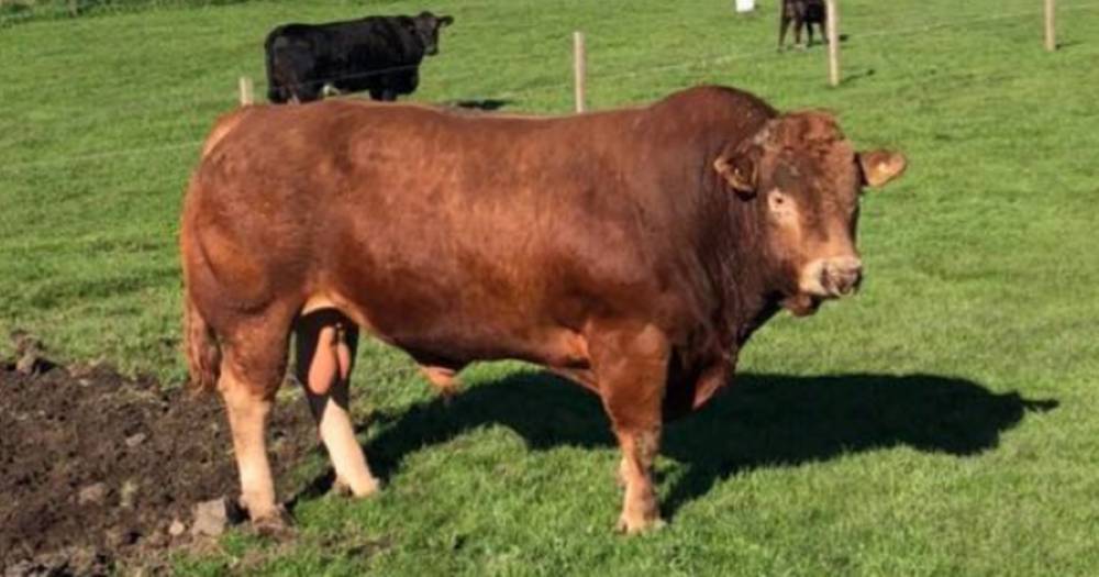 Cheeky bull who sparked power cut in hundreds of homes with 'itchy bum' makes bid for worldwide fame - dailyrecord.co.uk - India - Australia - Canada - Netherlands