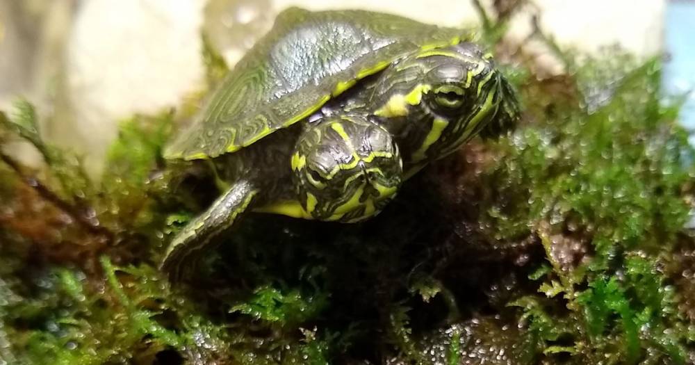 Turtle with two grumpy-looking heads has been given a new home - mirror.co.uk - Usa - state Virginia