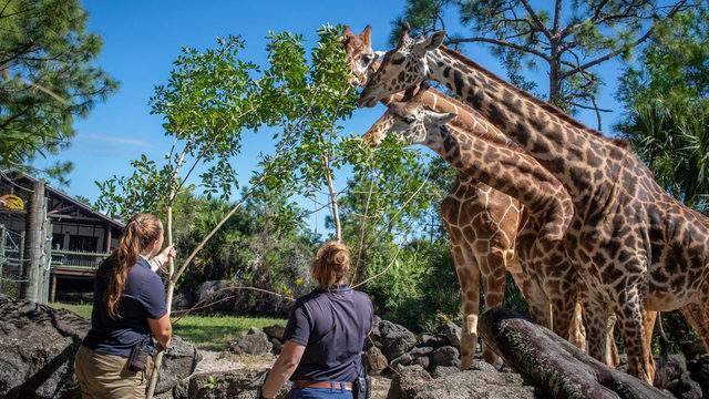 Brevard Zoo to reopen with new guidelines amid coronavirus concerns - clickorlando.com - state Florida - county Brevard