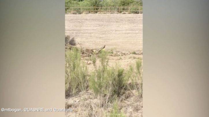 ‘I can’t believe it’: Man captures video of real-life ‘Wile E. Coyote’ chasing roadrunner - fox29.com - state Arizona - county Santa Cruz - city Tucson, state Arizona