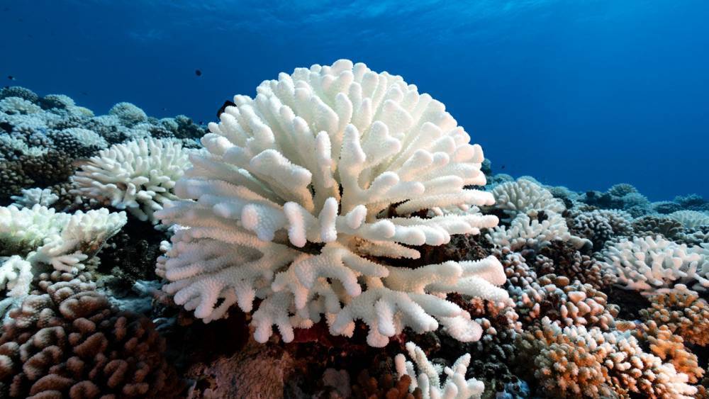 Lab-evolved algae could protect coral reefs - sciencemag.org - Australia