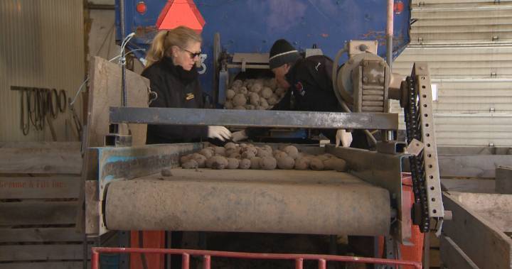 Quebec family-run potato farm bags 160,000 pounds of spuds by hand during COVID-19 pandemic - globalnews.ca - France