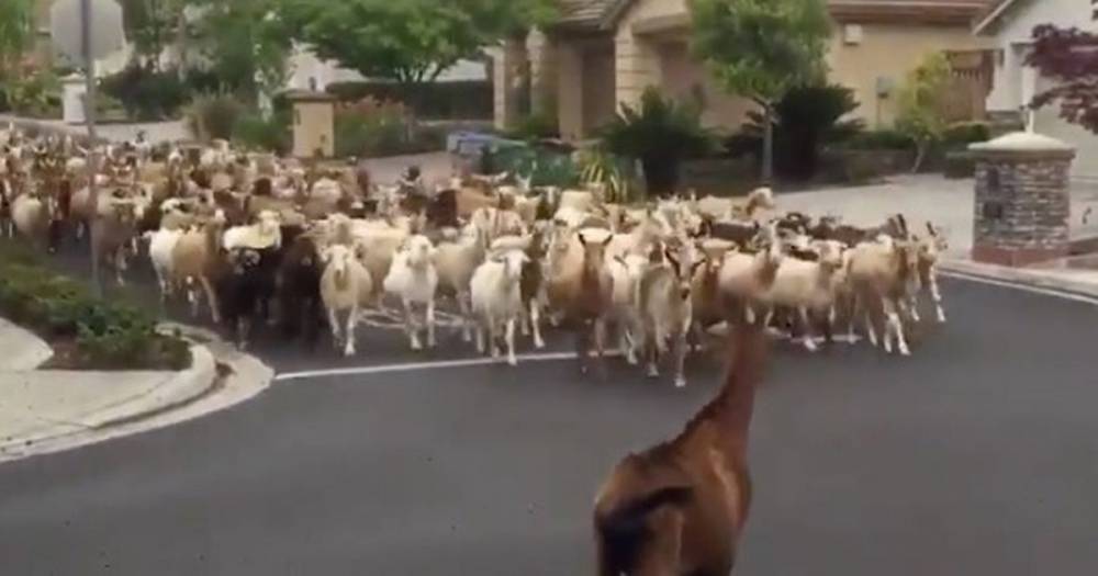 Goats run loose in town and wreak havoc after 200-strong herd breaks out of enclosure - dailystar.co.uk - Usa - state California - city San Jose, state California