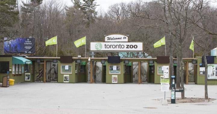 Coronavirus: Toronto Zoo plans to reopen for ‘drive-thru’ visits - globalnews.ca
