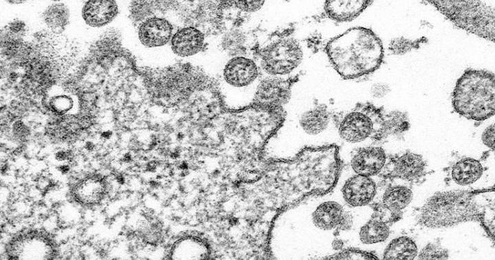 WHO warns coronavirus may be here to stay as new clusters surface worldwide - globalnews.ca - China - city Wuhan - Lebanon