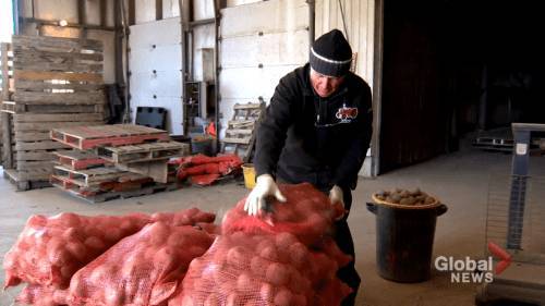 Coteau-du-Lac potato farm trying to recoup losses - globalnews.ca