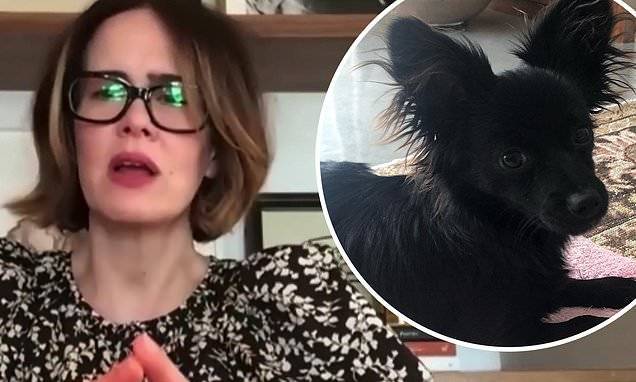 Sarah Paulson - Sarah Paulson reveals her adorable new puppy Winnie who is 'desperate' to socialize on Ellen - dailymail.co.uk