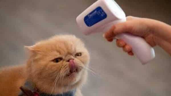 Don't kiss your pets, warns virus expert after lab test on cats - livemint.com - Usa - city Chicago