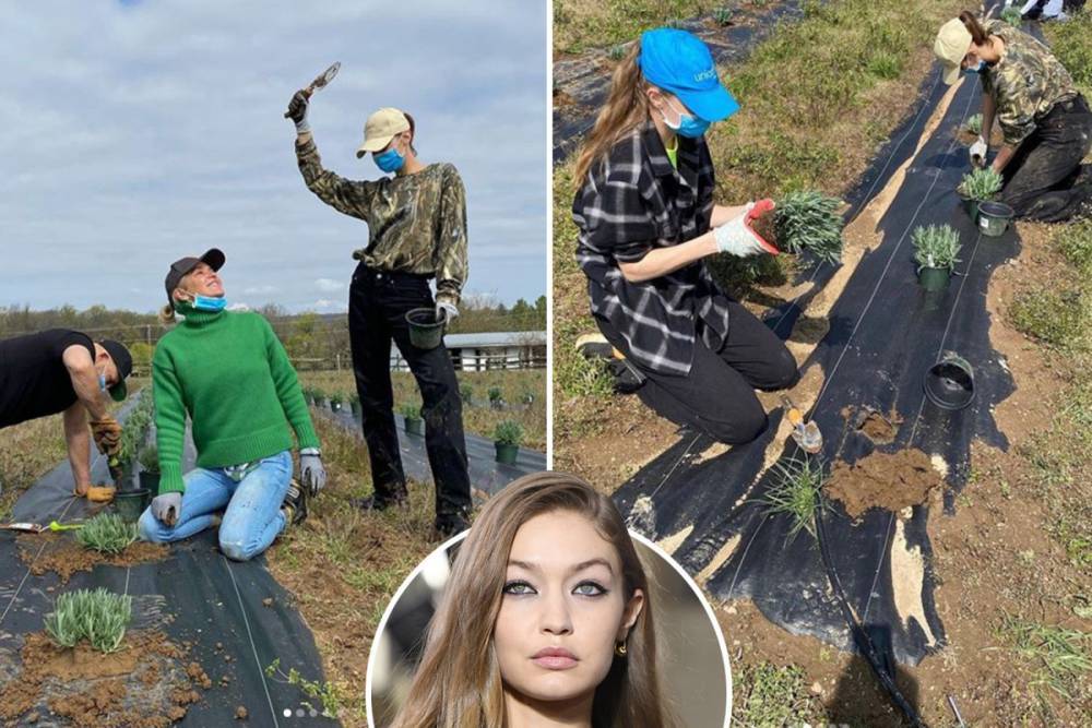 Gigi Hadid - Zayn Malik - Pregnant Gigi Hadid helps mom Yolanda and sister Bella plant 3,000 lavender bushes on family’s massive $4M farm - thesun.co.uk - state Pennsylvania